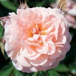 Apricot Drift® Rose 7 Apricot Drift® Rose -Plant Series ApricotDrift 3