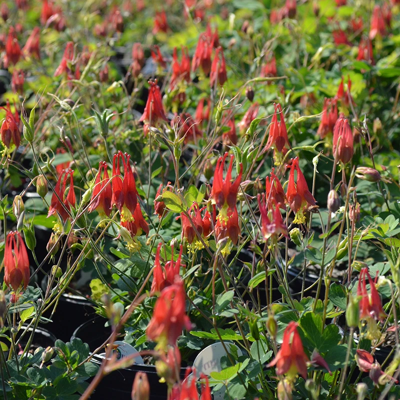 'Little Lanterns' Columbine 4 'Little Lanterns' Columbine - Image 2