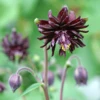 'Black Barlow' Columbine -Plant Series AquilegiavulgarisBlackBarlow 090525gbp001