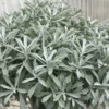 GardenGhost™ Wormwood 1 GardenGhost™ Wormwood -Plant Series Artemisia GardenGhost