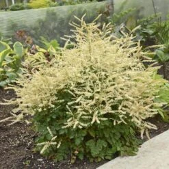 'Chantilly Lace' Goatsbeard 10 'Chantilly Lace' Goatsbeard -Plant Series Aruncus Chantilly Lace 1 P sw