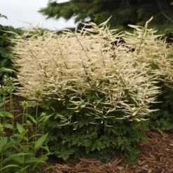 'Chantilly Lace' Goatsbeard 12 'Chantilly Lace' Goatsbeard -Plant Series Aruncus Chantilly Lace 2 P sw