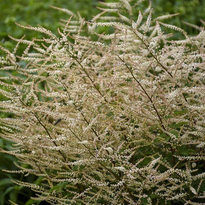 'Chantilly Lace' Goatsbeard 4 'Chantilly Lace' Goatsbeard - Image 2