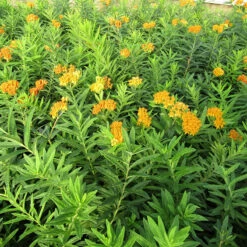 'Gay Butterflies' Milkweed Mix -Plant Series Asclepias tuberosa Gay Butterflies 138 3