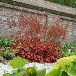 Color Flash® Astilbe -Plant Series AstilbeColorFlash 070827gbv003