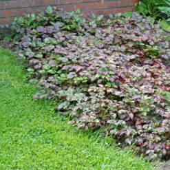 Color Flash® Astilbe -Plant Series AstilbeColorFlash 100615gbv001