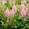 'Youniqe Salmon' Astilbe