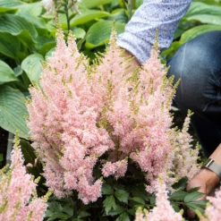 'Youniqe Salmon' Astilbe -Plant Series AstilbeYouniqueSalmon 160622cre002