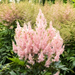 'Youniqe Salmon' Astilbe -Plant Series AstilbeYouniqueSalmon 160622cre006