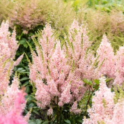 'Youniqe Salmon' Astilbe -Plant Series AstilbeYouniqueSalmon 160622cre007