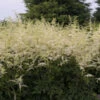 'Bridal Veil' Astilbe -Plant Series Astilbe BridalVeil 0000lowres