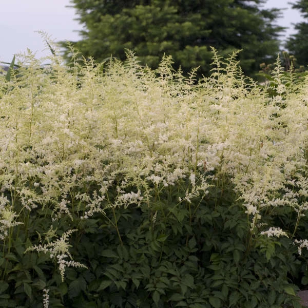 'Bridal Veil' Astilbe 3 'Bridal Veil' Astilbe