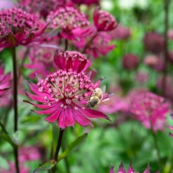 'Sparkling Stars Red' Masterwort 8 'Sparkling Stars Red' Masterwort -Plant Series AstrantiaSparklingStarsRedwithbee 220607gbo025