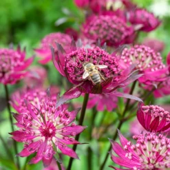 'Sparkling Stars Red' Masterwort 9 'Sparkling Stars Red' Masterwort -Plant Series AstrantiaSparklingStarsRedwithbee 220607gbo026