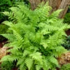 Lady Fern -Plant Series Athyrium Lady Fern