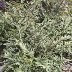 'Crested Surf' Japanese Painted Fern 11 'Crested Surf' Japanese Painted Fern -Plant Series Athyrium niponicum Crested Surf 2 P sw