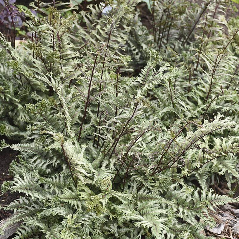 'Crested Surf' Japanese Painted Fern 6 'Crested Surf' Japanese Painted Fern - Image 4