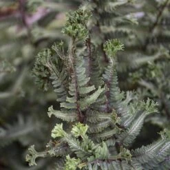 'Crested Surf' Japanese Painted Fern 10 'Crested Surf' Japanese Painted Fern -Plant Series Athyrium niponicum Crested Surf 3 P sw