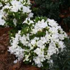 Bloom-A-Thon® White Reblooming Azalea -Plant Series Azalea Bloom A Thon White 1 bd3d5e74 eb46 43dc 83e3 67a5d4c21802 sw