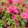 Perfecto Mundo Fuchsia Carpet™ Azalea