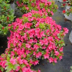 Perfecto Mundo Fuchsia Carpet™ Azalea 8 Perfecto Mundo Fuchsia Carpet™ Azalea -Plant Series Azalea Perfect Mundo Fuchsia Carpet P1162212 800 800 60
