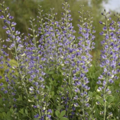 Decadence® 'Blue Bubbly' False Indigo
