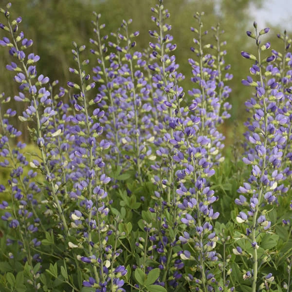 Decadence® 'Blue Bubbly' False Indigo 3 Decadence® 'Blue Bubbly' False Indigo