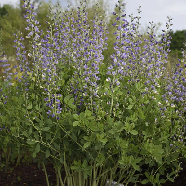 Decadence® 'Blue Bubbly' False Indigo 4 Decadence® 'Blue Bubbly' False Indigo - Image 2