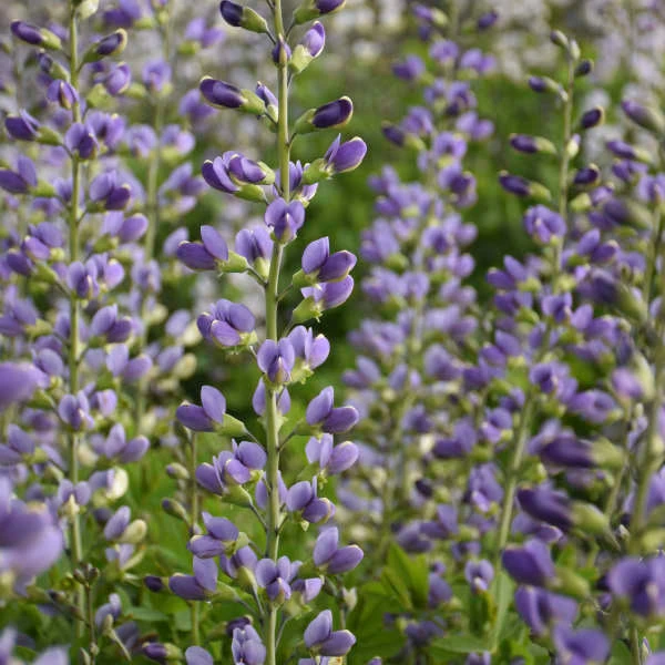 Decadence® 'Blue Bubbly' False Indigo 5 Decadence® 'Blue Bubbly' False Indigo - Image 3
