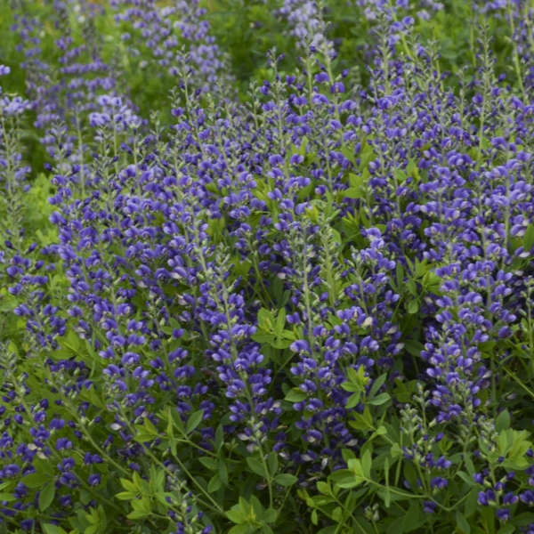 Decadence® 'Blueberry Sundae' False Indigo 3 Decadence® 'Blueberry Sundae' False Indigo