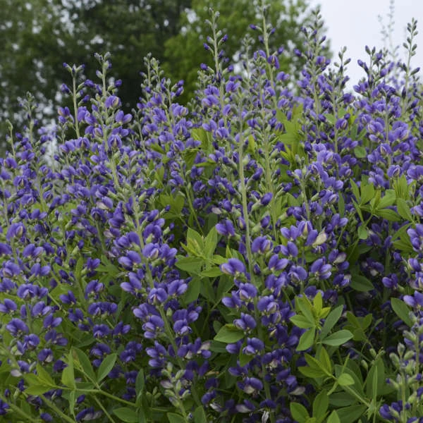 Decadence® 'Blueberry Sundae' False Indigo 4 Decadence® 'Blueberry Sundae' False Indigo - Image 2