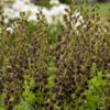 Decadence® 'Dark Chocolate' False Indigo -Plant Series Baptisia DarkChocolate FalseIndigo