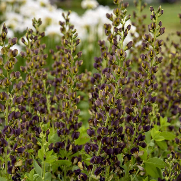 Decadence® 'Dark Chocolate' False Indigo 3 Decadence® 'Dark Chocolate' False Indigo