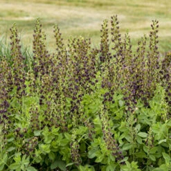 Decadence® 'Dark Chocolate' False Indigo 7 Decadence® 'Dark Chocolate' False Indigo -Plant Series Baptisia DarkChocolate FalseIndigo 1