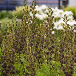 Decadence® 'Dark Chocolate' False Indigo 8 Decadence® 'Dark Chocolate' False Indigo -Plant Series Baptisia DarkChocolate FalseIndigo 2