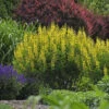 Decadence® 'Lemon Meringue' False Indigo -Plant Series Baptisia LemonMeringue FalseIndigo