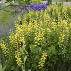 Decadence® 'Lemon Meringue' False Indigo -Plant Series Baptisia LemonMeringue FalseIndigo 1
