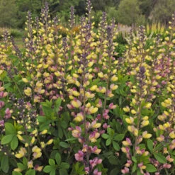 Decadence® 'Pink Lemonade' False Indigo -Plant Series Baptisia PinkLemonade FalseIndigo 2