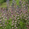 Decadence® 'Pink Truffles' False Indigo -Plant Series Baptisia PinkTruffles FalseIndigo