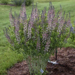 Decadence® 'Pink Truffles' False Indigo -Plant Series Baptisia PinkTruffles FalseIndigo 2