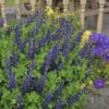 Decadence® 'Sparkling Sapphires' False Indigo 2 Decadence® 'Sparkling Sapphires' False Indigo -Plant Series Baptisia SparklingSapphires FalseIndigo 1