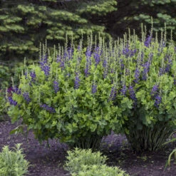 Decadence® 'Sparkling Sapphires' False Indigo 8 Decadence® 'Sparkling Sapphires' False Indigo -Plant Series Baptisia SparklingSapphires FalseIndigo 2