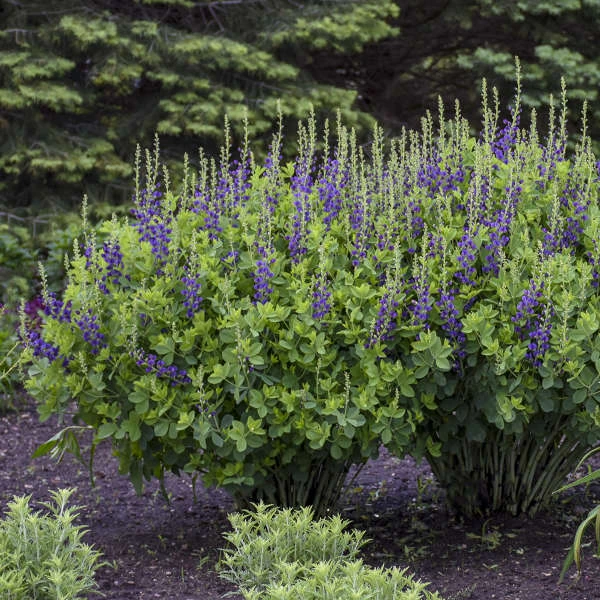 Decadence® 'Sparkling Sapphires' False Indigo 5 Decadence® 'Sparkling Sapphires' False Indigo - Image 3
