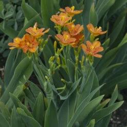 'Freckle Face' Blackberry Lily -Plant Series Belamcandachinensis FreckleFace 0001lowres