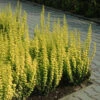 Sunjoy Gold Pillar® Barberry -Plant Series Berberis Sunjoy Gold Pillar
