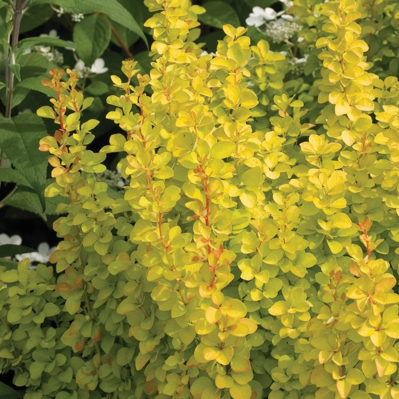 Sunjoy Gold Pillar® Barberry 4 Sunjoy Gold Pillar® Barberry - Image 2