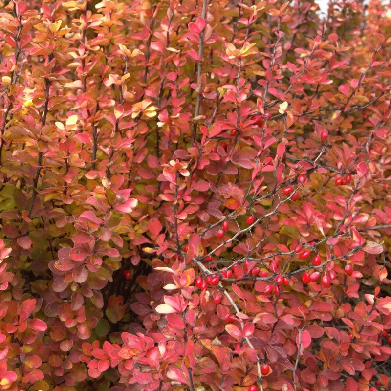 Sunjoy Gold Pillar® Barberry 5 Sunjoy Gold Pillar® Barberry - Image 3