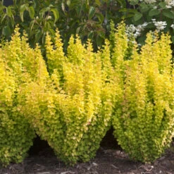 Sunjoy Gold Pillar® Barberry 9 Sunjoy Gold Pillar® Barberry -Plant Series Berberis Sunjoy Gold Pillar 4