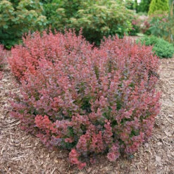 Sunjoy Mini Maroon® Barberry -Plant Series Berberis Sunjoy Mini Maroon 1 P