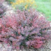 Sunjoy Mini Maroon® Barberry -Plant Series Berberis Sunjoy Mini Maroon 3 P